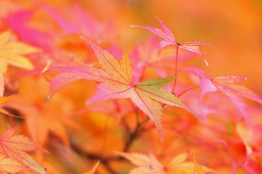 カラフルな秋のモミジ カラフルな秋のモミジ 紅葉,秋,モミジの写真素材