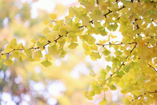 美しい銀杏の葉　１ イチョウ,銀杏,秋の写真素材
