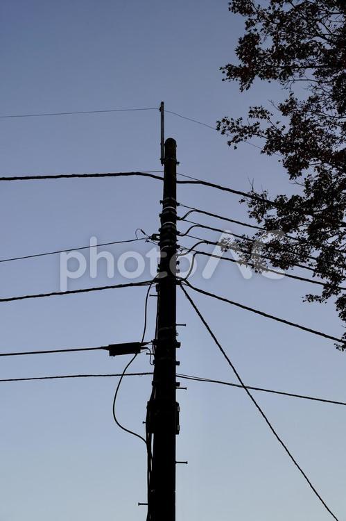 電柱と木立のシルエット 電柱,電信柱,木立の写真素材
