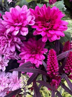 赤紫のマム 赤紫のマム マム,キク,花の写真素材