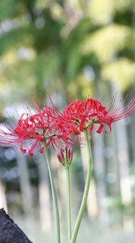 彼岸花-171 彼岸花-171 ヒガンバナ,マンジュシャゲ,赤の写真素材
