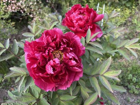 赤いボタンの花02 赤いボタンの花02 ボタンの花,春,グリーンの写真素材