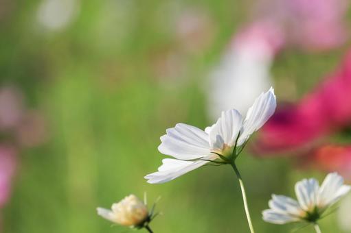 コスモス畑12 コスモス,cosmos,花の写真素材