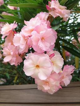 Oleander, JPG