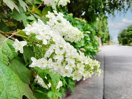 Photo, kashiwaba hydrangea, cypress leaves, hydrangea, 