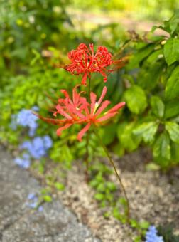 彼岸花　素材 花,植物,彼岸花の写真素材