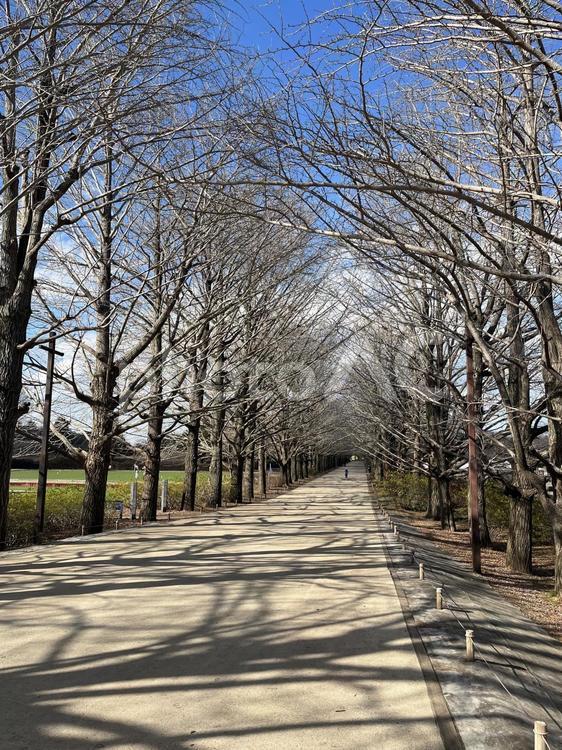 冬のイチョウと青空02 イチョウ,冬,木の写真素材