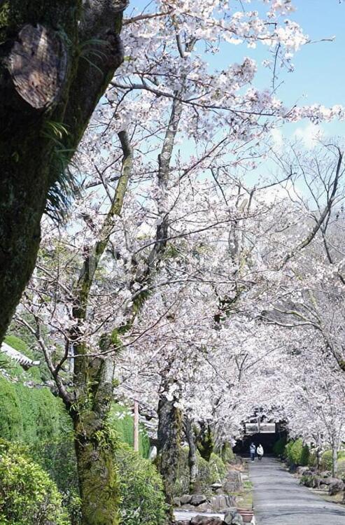 桜並木（春） さくら,サクラ,桜の写真素材