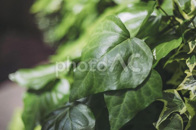 新緑の木々 新緑,緑,グリーンの写真素材