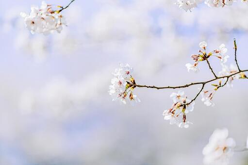 ソメイヨシノのクローズアップ 桜,ソメイヨシノ,春の写真素材