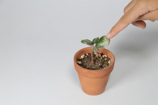 小さな植木鉢の観葉植物を指差す手 観葉植物,植木鉢,小さいの写真素材