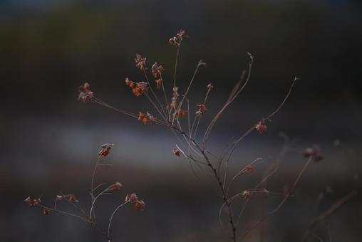 冬の枯れ草 冬の枯れ草,枯れ草,雑草の写真素材