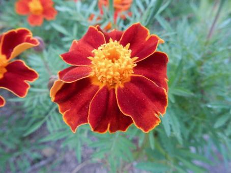 【花の写真】マリーゴールドの写真