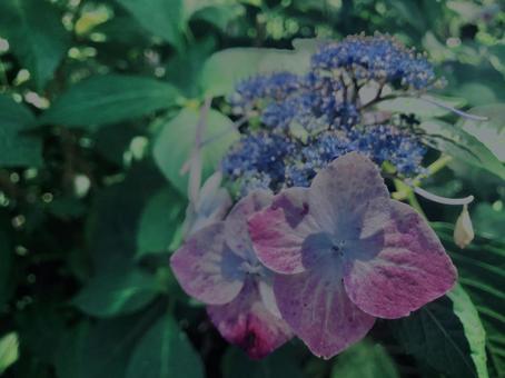 Hydrangea,, JPG Hydrangea,, JPG
