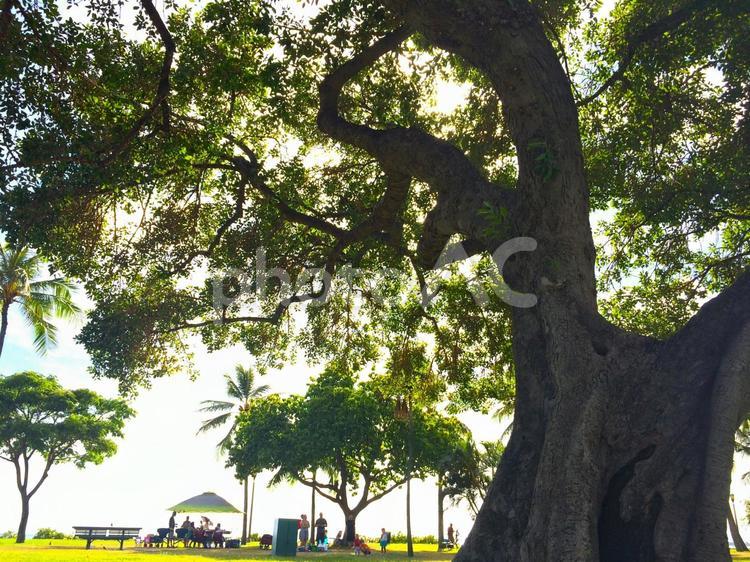 BIG TREE　大きな木 大きな木,自然,南国の写真素材