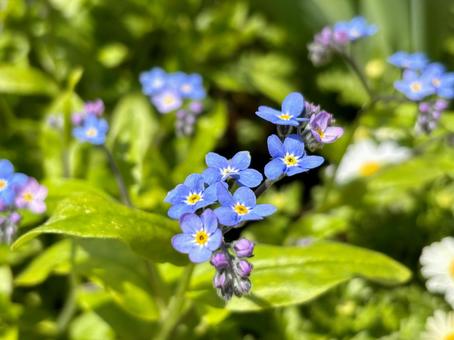 Photo, waslenagsa, blue flower, poor, 