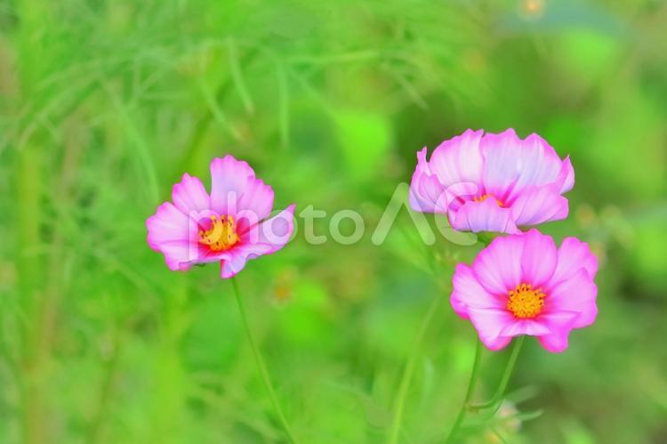美しいピンクのコスモス 植物,花,コスモスの写真素材