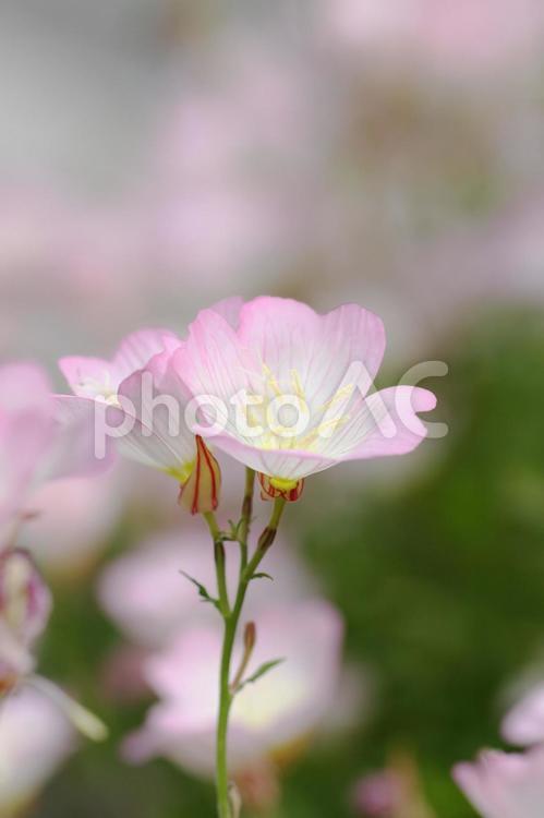 ヒルザキツキミソウ　13 ヒルザキツキミソウ,ピンクの柔らかい色の花,ふんわりイメージの写真素材