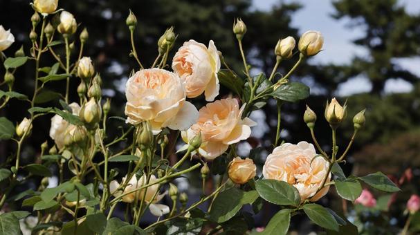 【花の写真】ばらの花 rose,植物,園芸の写真素材