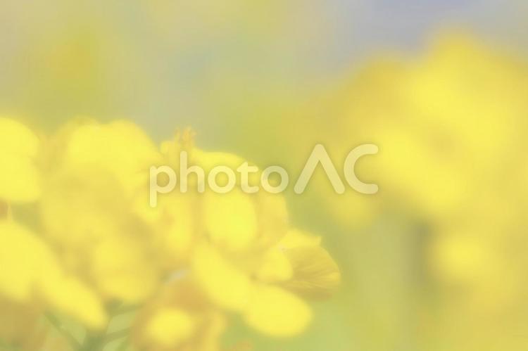 菜の花（ふんわり） 菜の花,なのはな,ナノハナの写真素材