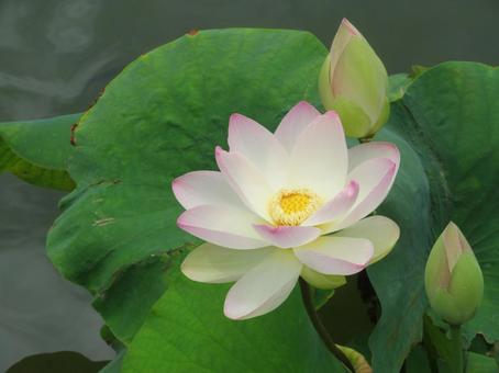 Lotus (flowers, buds, leaves), JPG Lotus (flowers, buds, leaves), JPG