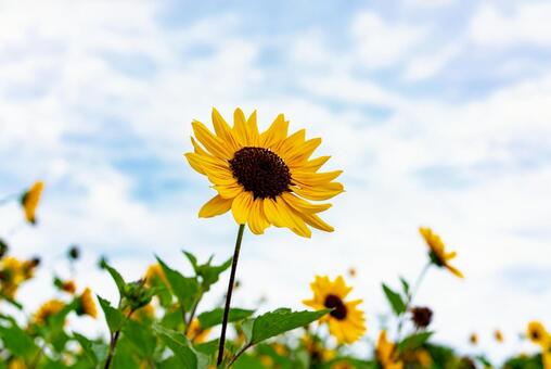 青空と元気なひまわり ひまわり,花,黄色い花の写真素材