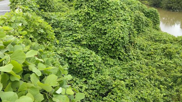 クズの侵略 クズの侵略の写真