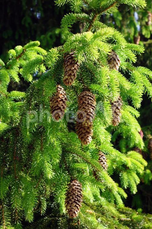 初夏のオウシュウトウヒ オウシュウトウヒ,季節,初夏の写真素材