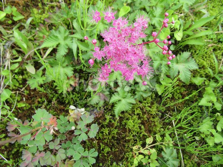 白山の道端に咲く可憐な高山植物のある風景 白山,道端,可憐の写真素材