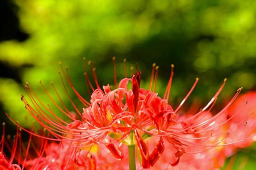 華やかで美しい 赤い彼岸花 華やかで美しい 赤い彼岸花 彼岸花,花,曼珠沙華の写真素材