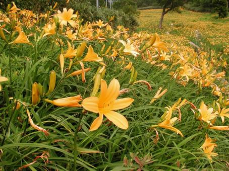 ニッコウキスゲ・ゼンテイカ　咲く風景 ニッコウキスゲ,高山植物,夏の写真素材