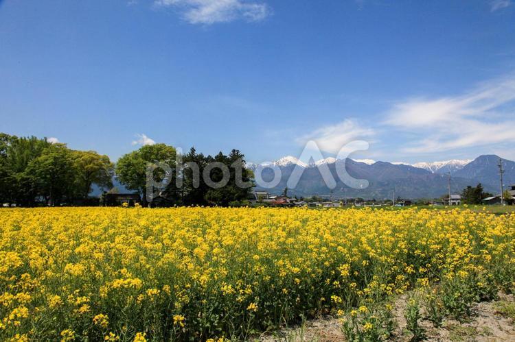 信州の春 自然,風景,季節の写真素材