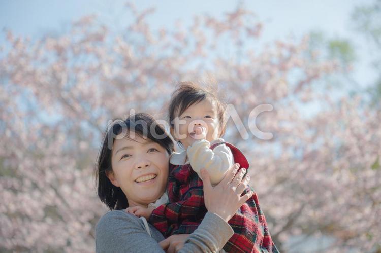 嬉しそうに桜を見る親子(その４) 女性,子供,桜の写真素材