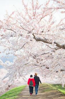 五稜郭公園の桜 ソメイヨシノ,染井吉野,五稜郭の写真素材