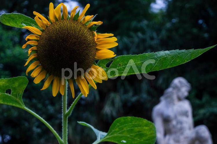 別所沼公園のひまわり ひまわり,花,別所沼公園の写真素材
