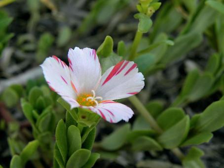 ハナスベリヒユの花_11 ハナスベリヒユの花_11の写真
