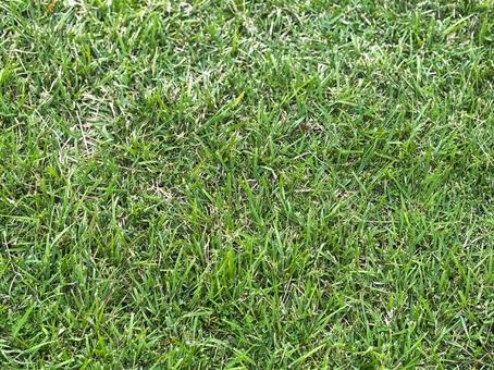 緑の素材（芝生） 緑,素材,芝生の写真素材