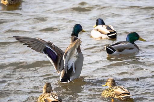 マガモ(29)の写真