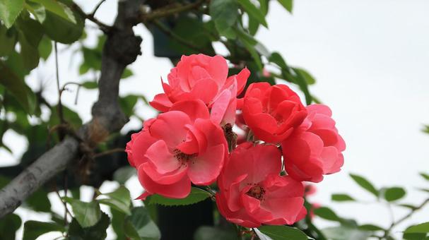 河津バカテル公園　秋バラ 薔薇,秋,花の写真素材