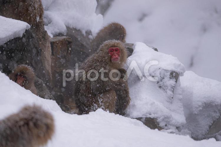 地獄谷野猿公苑 地獄谷野猿公苑,猿,長野の写真素材