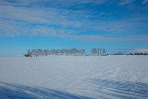 雪原に並ぶ白樺並木 雪原に並ぶ白樺並木 雪原,雪,白樺林の写真素材