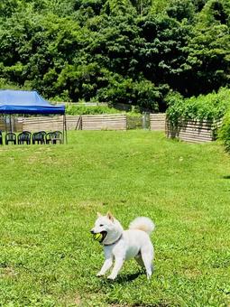 ボール遊びしている犬 ボール遊びしている犬 犬,しば犬,ドッグランの写真素材