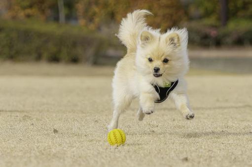 ポメラニアン【生後約7か月】 ポメラニアン,犬,いぬの写真素材