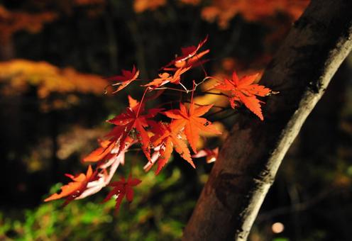 紅葉 紅葉の写真
