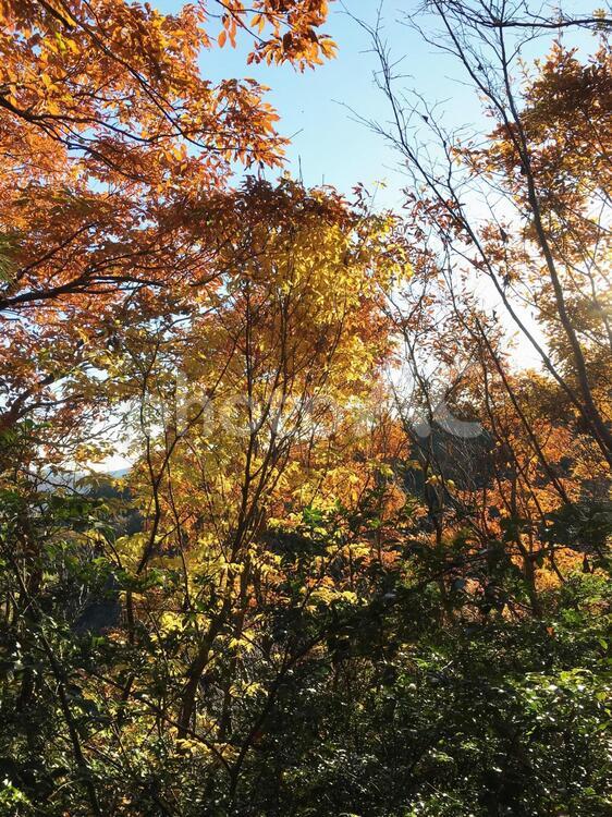 秋の森の散策　17-09 秋の山道,秋の登山,秋の森の写真素材