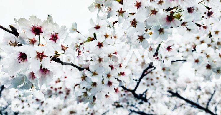 桜（さくら） 桜,さくら,サクラの写真素材