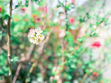 ボケの花 ボケの花の写真