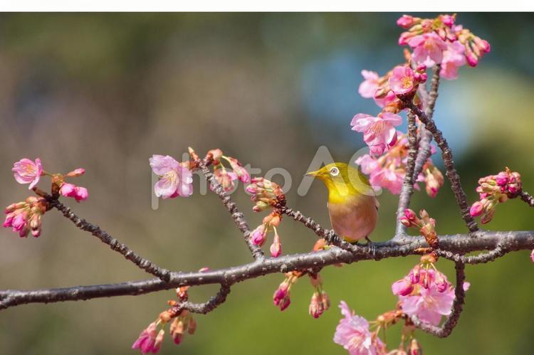 ピンクの河津桜と嘴に花粉をつけたメジロ　 桜,サクラ,春の写真素材
