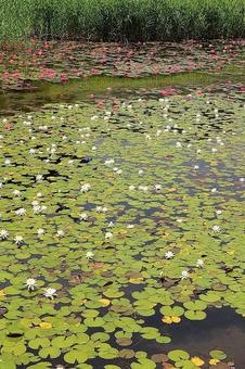 Lake Kizaki Water Lily 1, JPG Lake Kizaki Water Lily 1, JPG