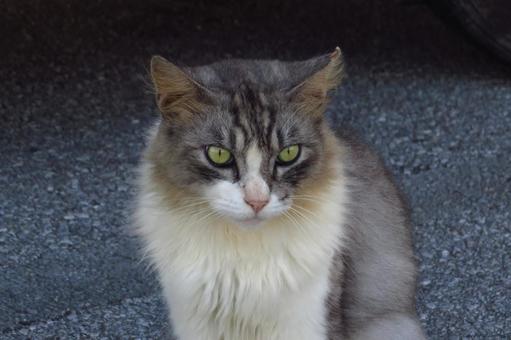 公園ネコ キジトラ 公園ネコ キジトラの写真